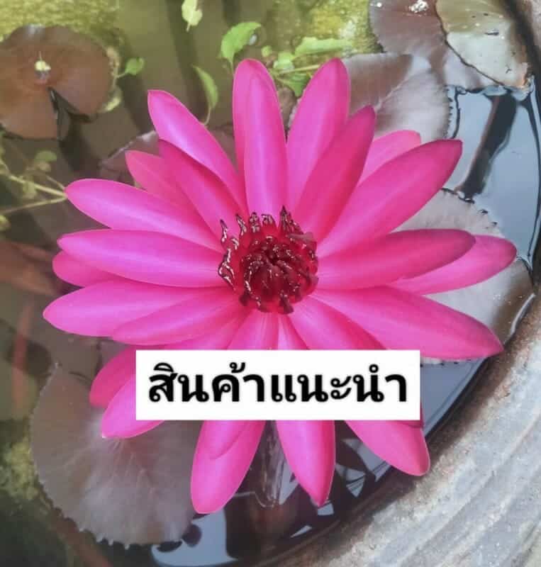 แนะนำสินค้า